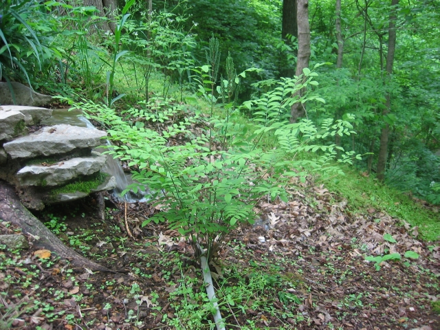 img25